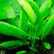 Anubias-afzelii_5439.jpg