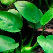 Анубиас Бартера (Anubias barteri)