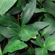 Анубиас гигантский (Anubias gigantea)