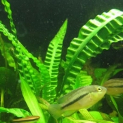Апоногетон жестколистный (Aponogeton rigidifolius)