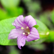 Бакопа мадагаскарская (Bacopa madagascariensis)
