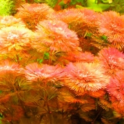 Кабомба фурката (Cabomba furcata)