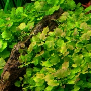Кардамин или сердечник лировидный (Cardamine lyrata)