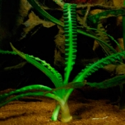 Кринум плавающий (Crinum natans)