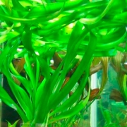 Кринум таиландский (Crinum thaianum)
