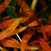 Криптокорина Албида (Cryptocoryne albida)