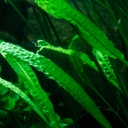 Криптокорина апоногенолистная (Cryptocoryne aponogetifolia)