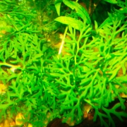 Папоротник крыловидный или Водяная капуста (Ceratopteris pteridoides)