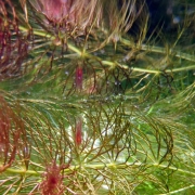 Роголистник светло-зеленый (Ceratophyllum submersum)
