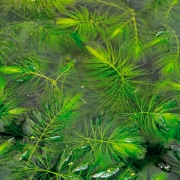 Роголистник темно-зеленый (Ceratophyllum demersum)