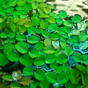 Сальвиния ушастая (Salvinia auriculata)