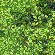 Вольфия бескорневая (Wolffia arrhiza)