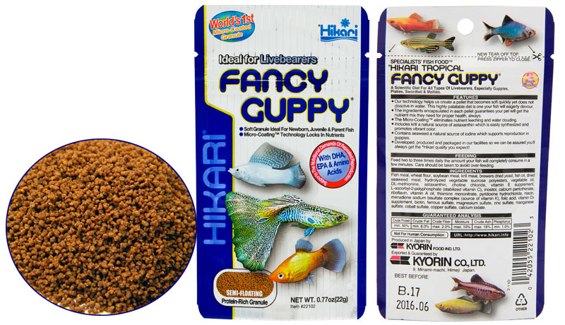 Fancy Guppy