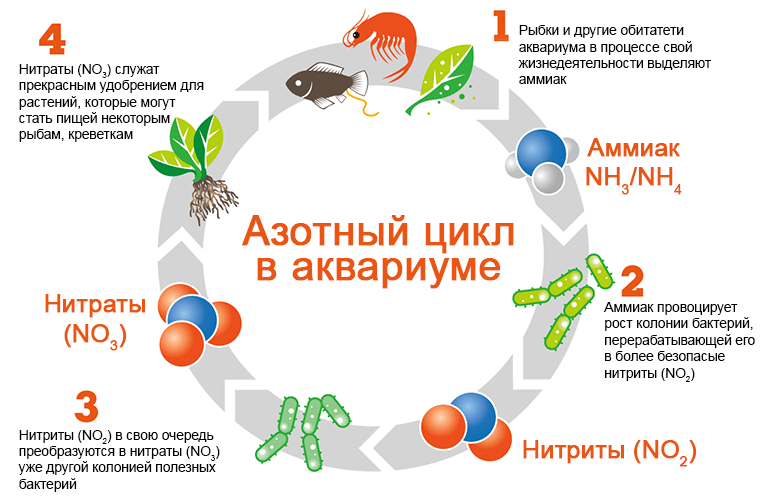 азотный цикл в аквариуме