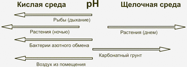 Влияние процессов в аквариуме на показатель кислотности